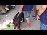 Hidden cam captures China's 'barbaric' Yulin dog meat festival preparations