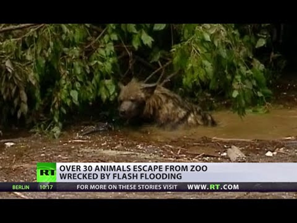 Wild animals still on the run in Georgia, clean-up op underway after floods