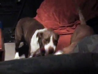 Pit Bull Fight...Female Viciously ATTACKS!