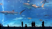 Le 2ème plus grand aquarium du monde - Kuroshio Sea - Okinawa Churaumi Aquarium