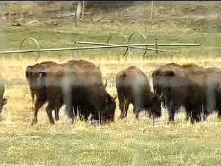 Where Will the Buffalo Roam?