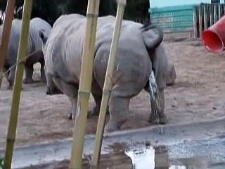 Rhino Taking A Piss