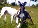 Rescue Greyhounds, Galgos & Bert in South Germany