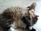 Chat vs furet (cat vs ferret)