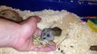 Cute Chinese Dwarf Hamster eating seeds