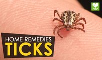 Ticks - Home Remedies | Health Tone Tips