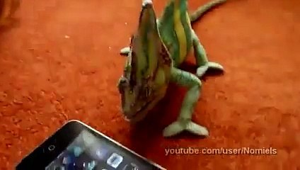 Chameleon was frightened by iphone (what he saw)
