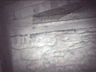 Natterer's bats leaving roost