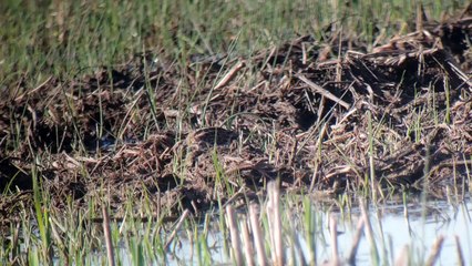 Bécassine sourde - Jack Snipe - Lymnocryptes minimus
