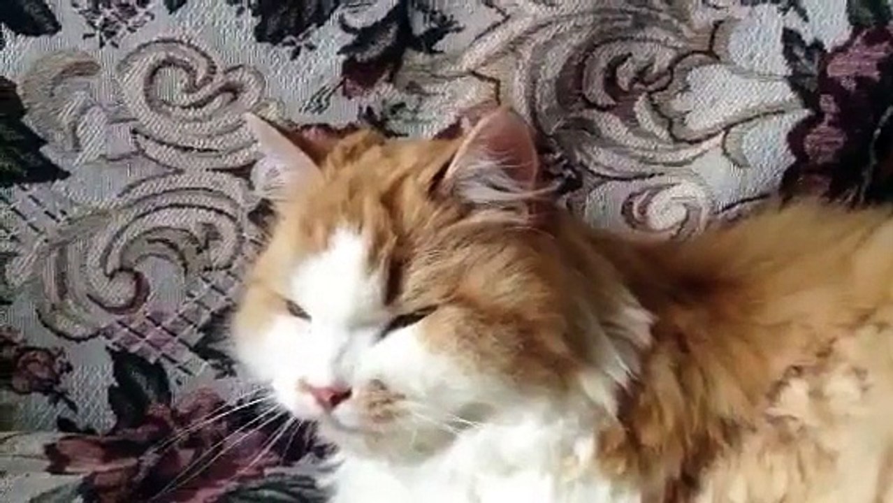 Моя кошка