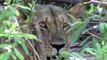WILDLIFE IN AFRICA | Lion Safari in Ruaha National Park, Tanzania, Africa