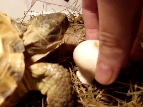 Среднеазиатская черепаха,кормление (Russian Tortoise)