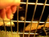 Adoptable cats @ Winnipeg Pet Rescue Shelter