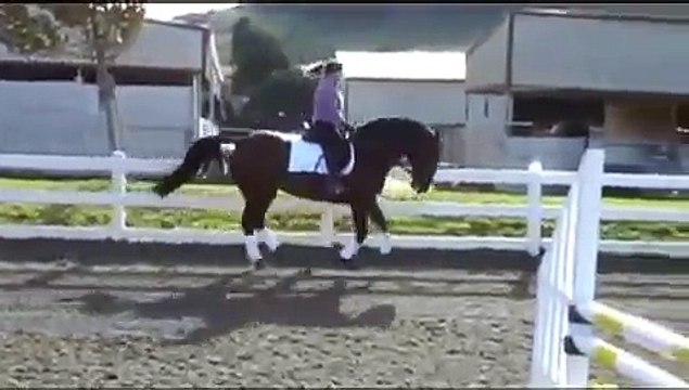 Gorgeous 1999 Holsteiner dressage mare 'Ooduls'-canter work