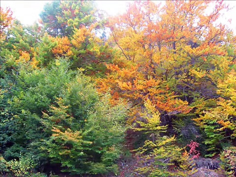 Beethoven’s Silence [ Ernesto Cortazar ]