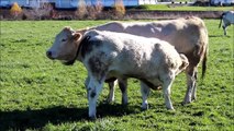 Blonde d´Aquitaine Zuchtbetrieb Biohof Doppler Hornlose Bullenkälber mit ihren Müttern auf der Weide