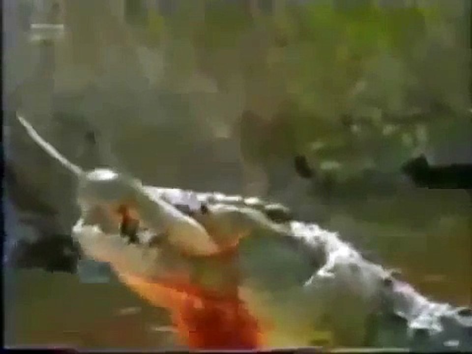 top 10 animal hunts