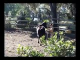 Equitation éthologique rééducation cheval difficile agressif cecile saboureau