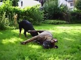 Bullmastiff und Rottweiler spielen das 