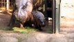 Pygmy hippo born in Chile: Chilean zoo welcomes baby pygmy hippo to the world