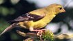 American Goldfinch on Echinacea seeds Close-up in HD