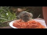 il topo che mangia gli spaghetti al sugo
