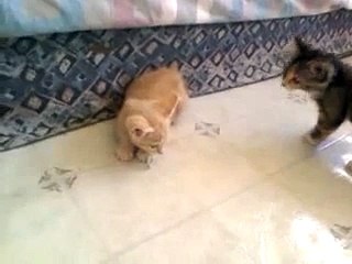 Kitten angry but cute,defends hair tie.