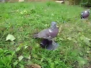 Olimpics Richiami Per la Caccia