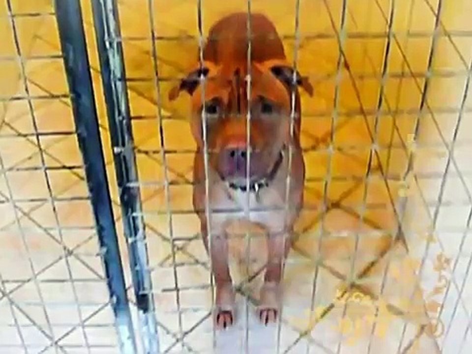 RIP Ice the Pitt Bull