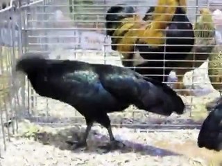 Sumatra bantam, Zwerg-Sumatra, Landesgeflügelschau Ulm 2013, sumatra chicken