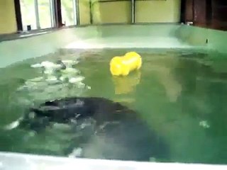 Alonissos Greek Island:"Artemis"Seal at MOM seal rehabilitation reserve,2009.