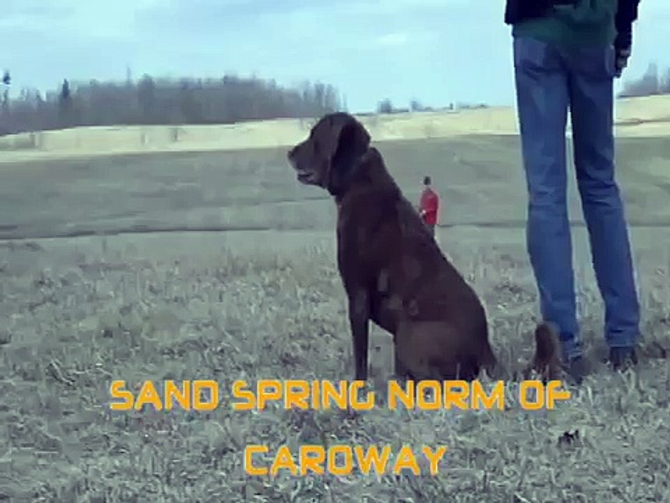 Chesapeake Bay Retriever, Norman training