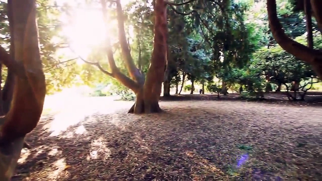 Rafe Kelley - TreeRunner