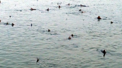 50 sharks found swimming in a nature reserve in Sussex