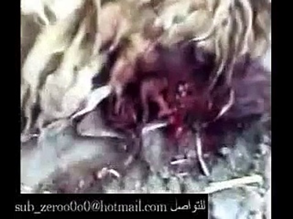 صيد ذيب  او ذئب في مزرعه عراقيه بعد ما قتل خرفانهم