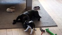 Boston Terrier puppy ATTACKING Staffordshire Bull Terrier II