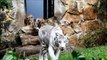 Filhotes de tigre de bengala são atração no zoológico de Cali, na Colômbia