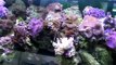 Décors et poissons d'eau de mer - aquariums - poissons - coraux - plantes aquatiques