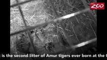 Amur Tiger Cubs Born at the Columbus Zoo and Aquarium