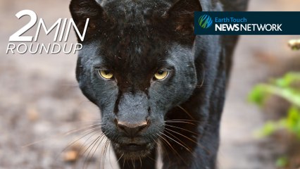 Shark stranding, rare black leopards & circuses under fire