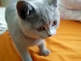 Blue British Shorhair Cat - 3 1/2 months old