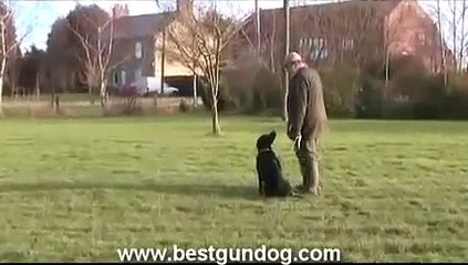 Hunting Dog Training (Whistle Training Basics)