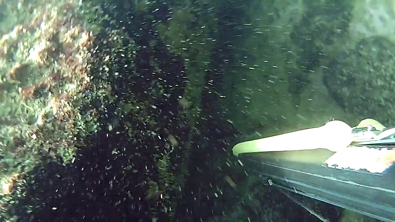 sport pesca sub pesca in tana orata in tana midland telecamera pesca mare