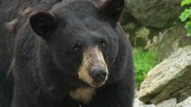 Bear breaks into bakery to eat every pie but strawberry rhubarb