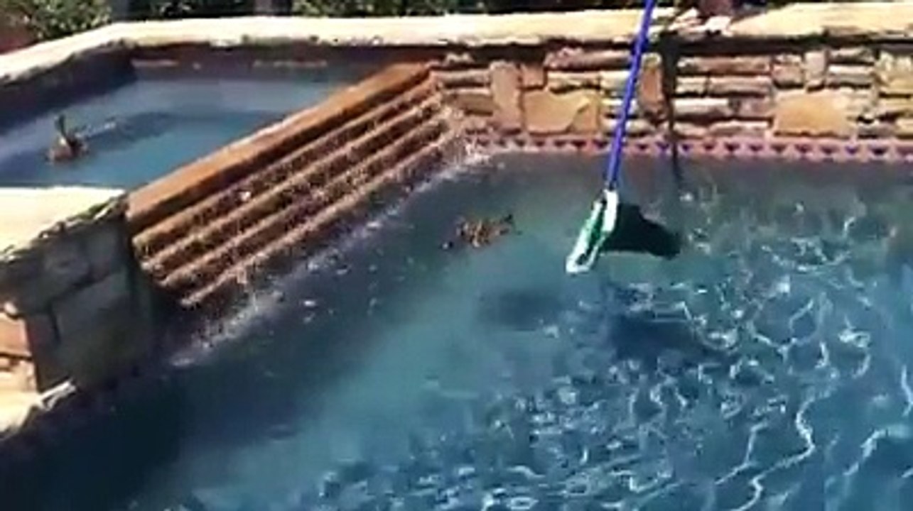 Baby ducks trapped in pool mommy duck couldn't get them out  Nice people rescue them
