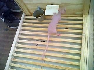 Aprendizaje y Memoria - Caja de Skinner 3