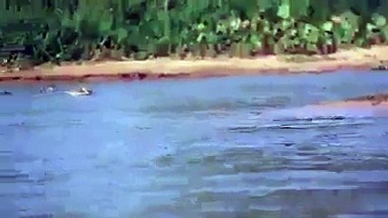 Jaguarın yaptıgına inanamayacaksınız