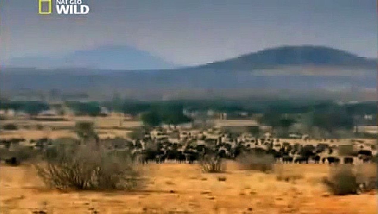 Nat Geo Wild Ultimate Lions Fighting To Death For Territory Wildlife Documentary National Geographic