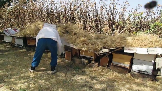 تربية نحل العسل في و لاية تيارت