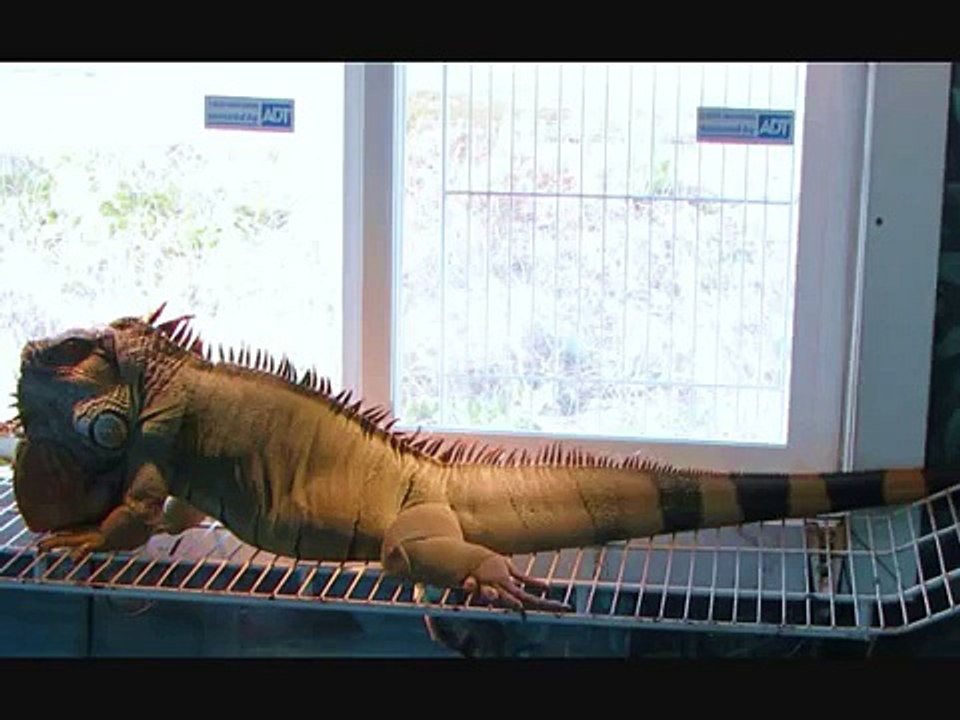 33 Pound Iguana Beven